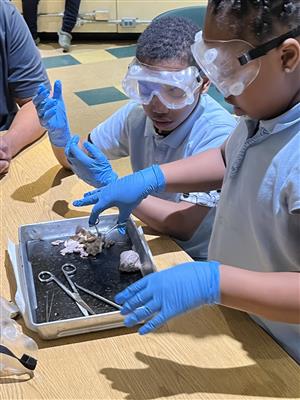 2 Student cutting the cows eye